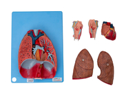 Anatomia człowieka Krtań, serce, płuca, naczynia krwionośne do treningu