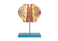 Model piersi anatomii szkolenia szpitalnego z 2 częściami w okresie odpoczynku