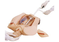 Soft Cushion Symulacja narodzin dziecka dla manewru Leopold, modeli treningu medycznego