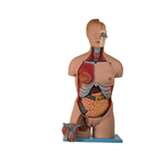 20-częściowy model anatomiczny człowieka z tułowia PVC z otwartą głową