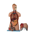 20-częściowy model anatomiczny człowieka z tułowia PVC z otwartą głową