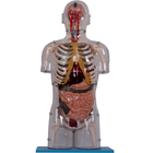 Realistyczny model anatomii człowieka z farbą PVC z narządami wewnętrznymi
