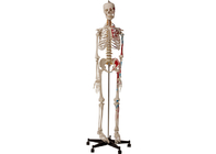 Kolegia Anatomiczny ludzki szkielet z mięśniami i więzadłami