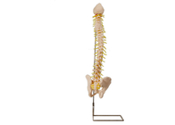 Szkolenie medyczne Model kręgosłupa anatomii PVC z miednicą