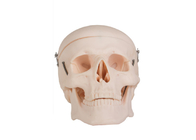 Realistyczny model anatomii człowieka dorosłej czaszki do treningu w szkołach wyższych