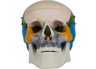 Kolorowanie anatomii PVC dla dorosłych model kości czaszki Szkolenie szkolne