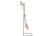 Realistyczne części ramion Kołnierz kości anatomii człowieka Model ISO 45001