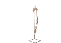 Realistyczne części ramion Kołnierz kości anatomii człowieka Model ISO 45001