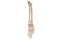 Anatomia stawu łokciowego dłoni Promieniowa kość do treningu medycznego