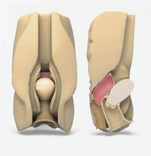 Samice narządów wewnętrznych jamy brzusznej pochwy śluzowatej symulacja laparoskopowa