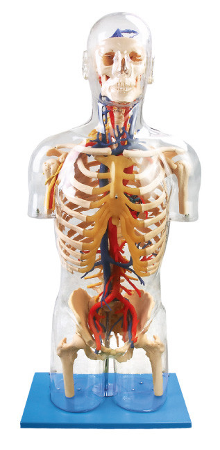 Wewnętrzne pomarańcze widoczne Human Anatomy Model Główne neuralne i naczyniowe lalki edukacji