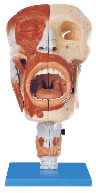 Przyjazny dla środowiska PVC Human Anatomy Model Nasal, Oral 113 pozycjonowany model szkolenia