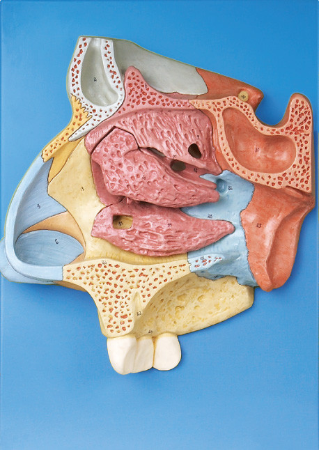 Zatwierdzona przez CE anatomia wzorcowa Wzmocniona wnęka nosowa ze standerem