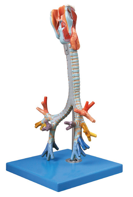 Zatwierdzona przez CE jakość Model Anatomiczny Ludzki Model Trachea, lalka treningowa oskrzeli