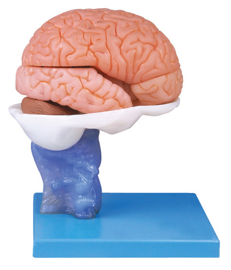 Advanced Painting Human Brain Anatomyical Model with 15 Parts for Anatomy Training