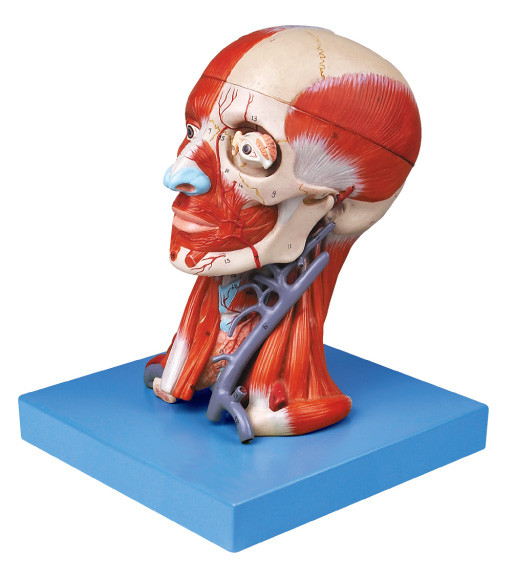Brain Model with Pate Muscle and Blood Vessels for Medical Colleges Training