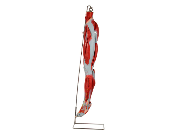 Model anatomii mięśni nóg z PVC z głównymi naczyniami nerwowymi do treningu