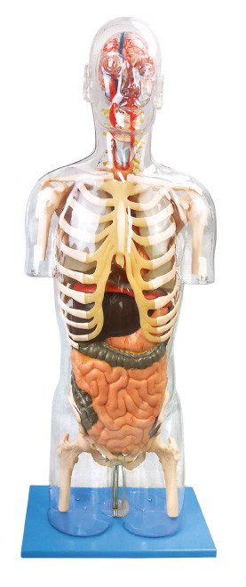 Model anatomiczny człowieka Przejrzysty program Troso Advanced PVC do kształcenia