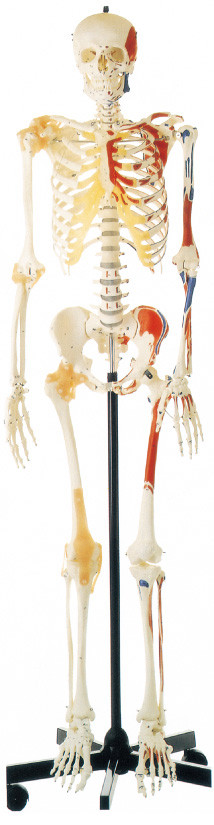 Promocja Ludzki szkielet z jednostronnie pomalowanymi mięśniami Model anatomiczny człowieka