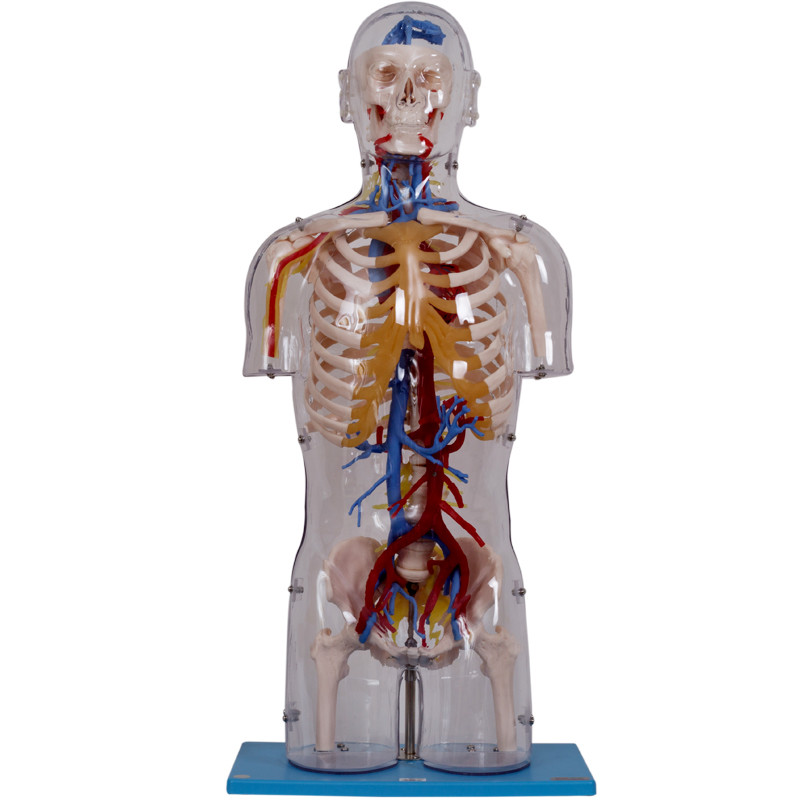 Przezroczysty model anatomii człowieka tułowia ze strukturami nerwowymi i naczyniowymi