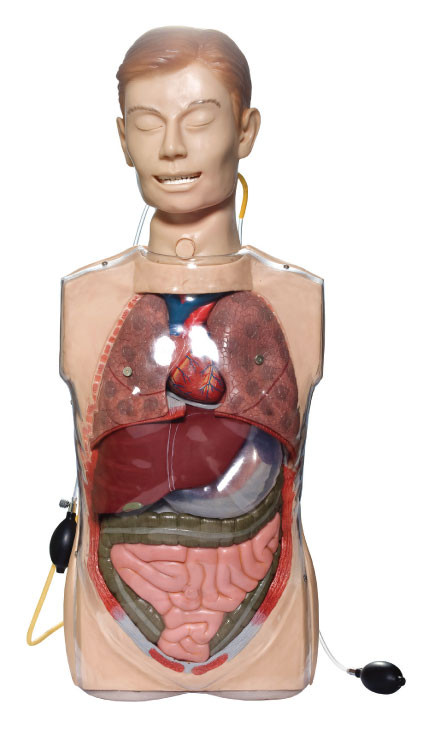Przezroczyste symulatory płukania żołądka z narządami anatomii do treningu klinicznego