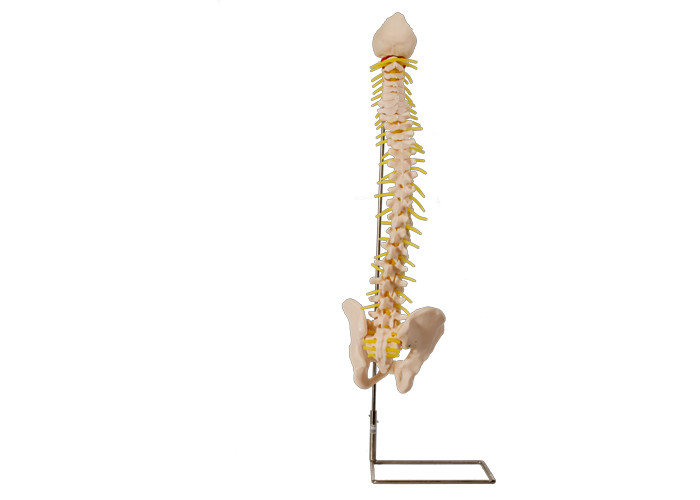 Szkolenie medyczne Model kręgosłupa anatomii PVC z miednicą