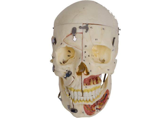 Model anatomiczny czaszki w kolorze skóry z PVC z Nervi Vascularis