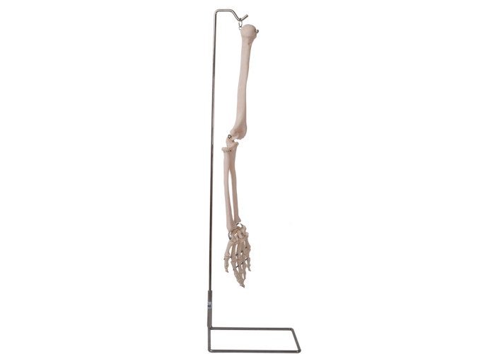ISO 9001 Anatomia Model kości ramienia ludzkiego 3D do nauczania anatomii