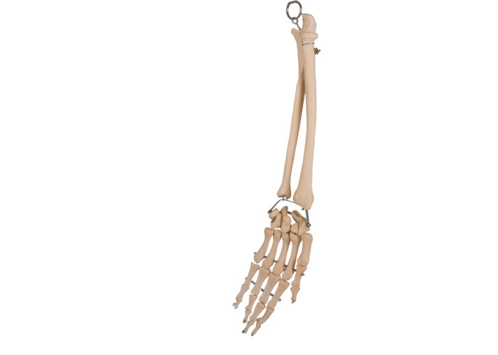 Anatomia stawu łokciowego dłoni Promieniowa kość do treningu medycznego