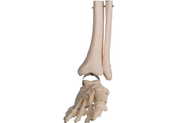 ISO PVC Human Anatomy Foot Anatomiczny model Fibula Wire Line