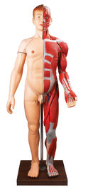 28 części ciała ludzkiego mięśni Human Anatomy Model ręcznie malowany kolor