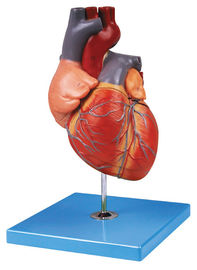 Hand Painted Adult  Heart Human Anatomy Model Shows Aortic Arch , Atrium , Ventricle