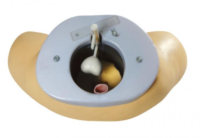 Prostate Simulators Prostate examination simulator / Clinical simulation with invasive cancer