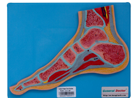 Model anatomiczny sekcji stopy człowieka ze stojakiem do treningu szkolnego