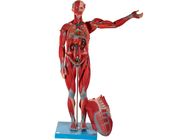 Model anatomii męskiego mięśnia ludzkiego z narządem wewnętrznym do szkolenia w szkole medycznej