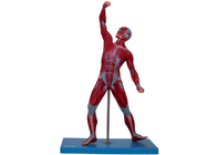 Małe mięśnie męskiego modelu anatomii ze stojakiem do treningu w szkole medycznej