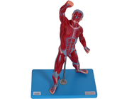 Małe mięśnie męskiego modelu anatomii ze stojakiem do treningu w szkole medycznej