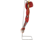 Model anatomii człowieka z PVC z głównymi naczyniami nerwowymi