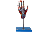 Szkolny model anatomii dłoni z mięśniami naczyń głównych Nerwy