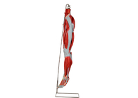 Model anatomii mięśni nóg z PVC z głównymi naczyniami nerwowymi do treningu