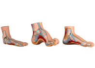 Normalny / płaski / łukowy anatomiczny model stopy do treningu medycznego