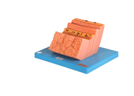 Szpitale Szkolenie Model anatomii człowieka żołądka PVC ze strukturą warstw