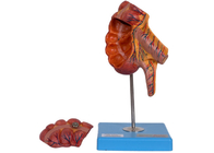 Załącznik PVC Model anatomii człowieka kątnicy 17 pozycji do szkolenia medycznego