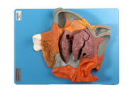 Mediana strzałkowa model anatomii człowieka Sekcja jamy nosowej do powiększonego treningu