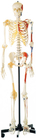 Promocja Ludzki szkielet z jednostronnie pomalowanymi mięśniami Model anatomiczny człowieka