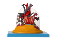 Model anatomii człowieka przezroczyste płuco, tchawica i drzewo oskrzelowe z sercem