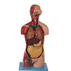 20 części bezpłciowy model anatomiczny tułowia z narządami wewnętrznymi