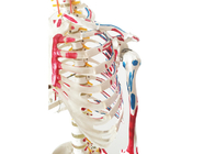 Trening anatomii Szkielet farby PCV z mięśniami i więzadłami