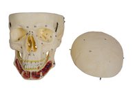 Kolorowy model ludzkiej czaszki zatok czaszkowych do treningu