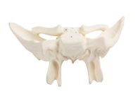 Wzmocniony anatomiczny model kości dla szkół wyższych w szpitalach